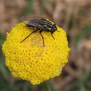 Sarcophagidae sp. (family) at Dry Plain, NSW by AndyRoo