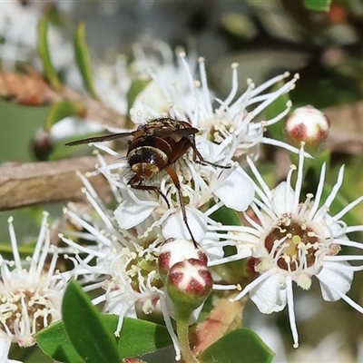 Nemoraea sp. (genus) at Yackandandah, VIC - 1 Dec 2024 by KylieWaldon