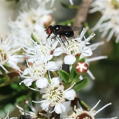 Unverified True fly (Diptera) at Yackandandah, VIC - 2 Dec 2024 by KylieWaldon