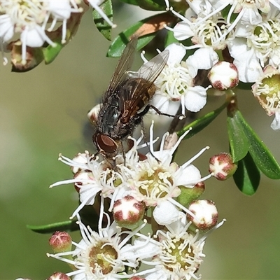 Calliphora stygia at Yackandandah, VIC - 1 Dec 2024 by KylieWaldon