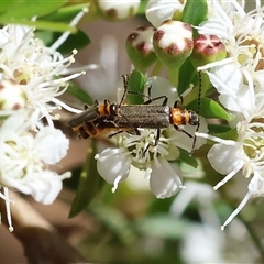 Chauliognathus lugubris (Plague Soldier Beetle) at Yackandandah, VIC - 2 Dec 2024 by KylieWaldon