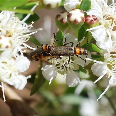 Chauliognathus lugubris (Plague Soldier Beetle) at Yackandandah, VIC - 1 Dec 2024 by KylieWaldon