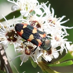 Castiarina sexplagiata at Yackandandah, VIC - 2 Dec 2024 by KylieWaldon