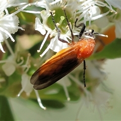 Unidentified Sawfly (Hymenoptera, Symphyta) at Yackandandah, VIC - 1 Dec 2024 by KylieWaldon