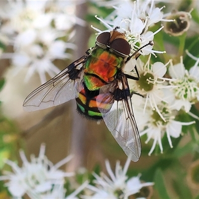 Rutilia (Chrysorutilia) formosa at Yackandandah, VIC - 1 Dec 2024 by KylieWaldon