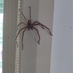 Isopeda villosa (Brown Huntsman Spider) at Barrengarry, NSW - 4 Dec 2024 by Baronia