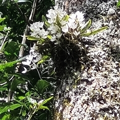 Sarcochilus falcatus (Orange Blossum Orchid) at Jamberoo, NSW - 10 Sep 2024 by pallin