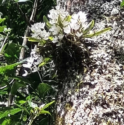 Sarcochilus falcatus (Orange Blossum Orchid) at Jamberoo, NSW - 10 Sep 2024 by pallin