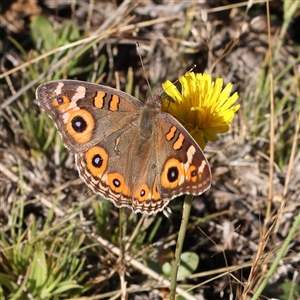 Junonia villida (Meadow Argus) at Gundaroo, NSW by ConBoekel