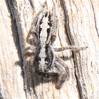 Clynotis severus (Stern Jumping Spider) at Gundaroo, NSW - 2 Dec 2024 by ConBoekel