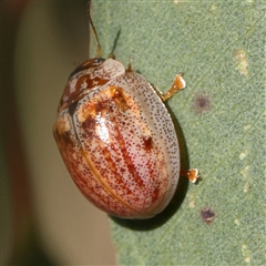 Paropsisterna m-fuscum (Eucalyptus Leaf Beetle) at Gundaroo, NSW - 1 Dec 2024 by ConBoekel