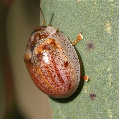 Paropsisterna m-fuscum (Eucalyptus Leaf Beetle) at Gundaroo, NSW - 1 Dec 2024 by ConBoekel