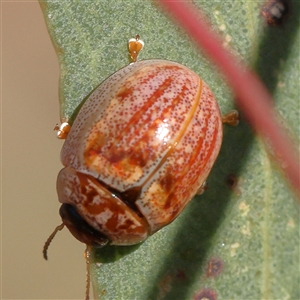 Paropsisterna m-fuscum at Gundaroo, NSW - 2 Dec 2024