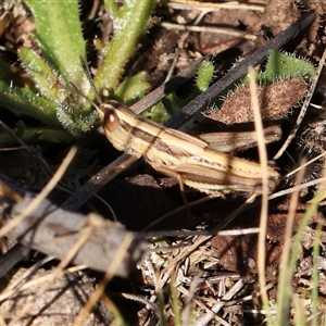 Macrotona australis (Common Macrotona Grasshopper) at Gundaroo, NSW by ConBoekel