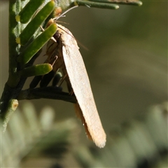 Xyloryctidae (family) at Gundaroo, NSW - 2 Dec 2024 by ConBoekel