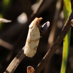 Merophyas divulsana (Lucerne Leafroller) at Gundaroo, NSW - 1 Dec 2024 by ConBoekel