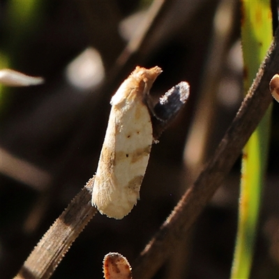 Merophyas divulsana (Lucerne Leafroller) at Gundaroo, NSW - 1 Dec 2024 by ConBoekel