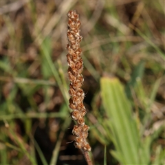 Plantago varia (Native Plaintain) at Gundaroo, NSW - 2 Dec 2024 by ConBoekel