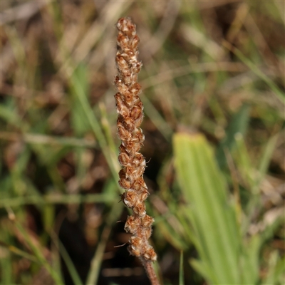 Plantago varia (Native Plaintain) at Gundaroo, NSW - 2 Dec 2024 by ConBoekel