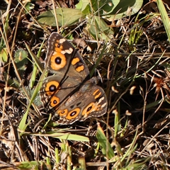 Junonia villida (Meadow Argus) at Gundaroo, NSW - 1 Dec 2024 by ConBoekel