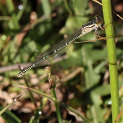 Xanthagrion erythroneurum (Red & Blue Damsel) at Gundaroo, NSW - 1 Dec 2024 by ConBoekel