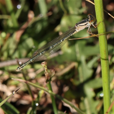 Xanthagrion erythroneurum (Red & Blue Damsel) at Gundaroo, NSW - 2 Dec 2024 by ConBoekel