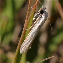 Philobota (genus) (Unidentified Philobota genus moths) at Gundaroo, NSW - 2 Dec 2024 by ConBoekel