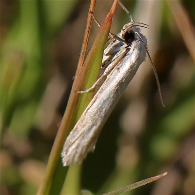 Philobota (genus) (Unidentified Philobota genus moths) at Gundaroo, NSW - 2 Dec 2024 by ConBoekel