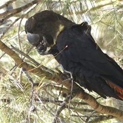 Calyptorhynchus lathami lathami (Glossy Black-Cockatoo) at Colo Vale, NSW - 21 Aug 2019 by GITM2