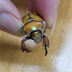 Anoplognathus hirsutus at Belconnen, ACT - 3 Dec 2024