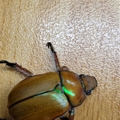 Anoplognathus hirsutus at Belconnen, ACT - 3 Dec 2024