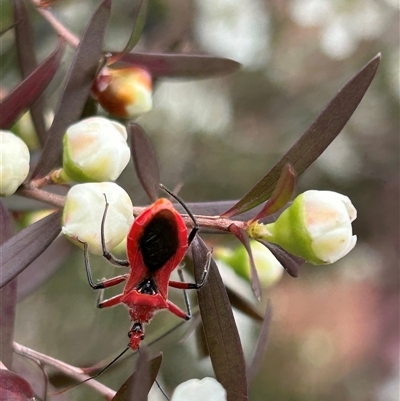 Gminatus australis (Orange assassin bug) at Macgregor, ACT - 4 Dec 2024 by APB