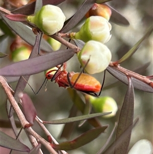 Gminatus australis at Macgregor, ACT - suppressed