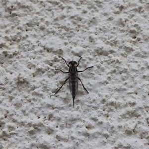 Cerdistus sp. (genus) (Slender Robber Fly) at Lyons, ACT by ran452