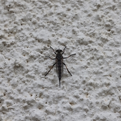 Cerdistus sp. (genus) (Slender Robber Fly) at Lyons, ACT - 4 Dec 2024 by ran452