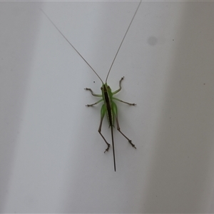 Conocephalus semivittatus at Lyons, ACT - 5 Dec 2024 07:40 AM