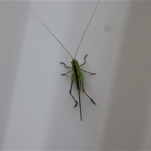 Conocephalus semivittatus (Meadow katydid) at Lyons, ACT by ran452