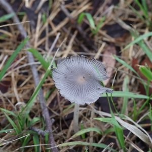 Coprinellus etc. at Lyons, ACT - 5 Dec 2024 07:50 AM