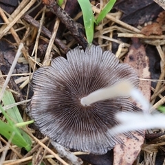 Coprinellus etc. at Lyons, ACT - 5 Dec 2024 07:50 AM