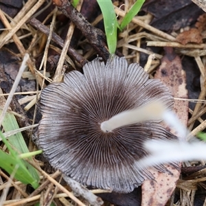 Coprinellus etc. at Lyons, ACT - 5 Dec 2024 07:50 AM