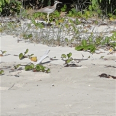 Esacus magnirostris (Beach Stone-curlew) at The Freshwater, NSW - 30 May 2024 by Topwood