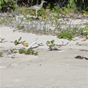 Esacus magnirostris (Beach Stone-curlew) at The Freshwater, NSW by Topwood