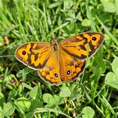 Heteronympha merope (Common Brown Butterfly) at Braidwood, NSW - 4 Dec 2024 by MatthewFrawley