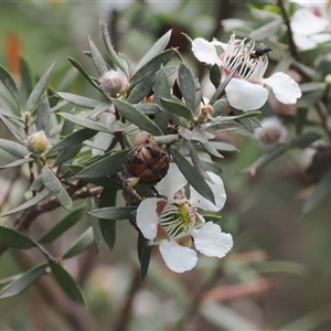 Leptospermum lanigerum at Cotter River, ACT - 2 Dec 2024