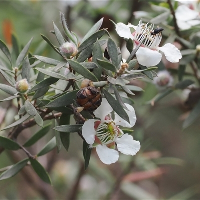 Leptospermum lanigerum (Woolly Teatree) at Cotter River, ACT - 2 Dec 2024 by RAllen