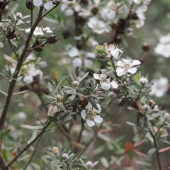 Leptospermum lanigerum at Cotter River, ACT - 2 Dec 2024