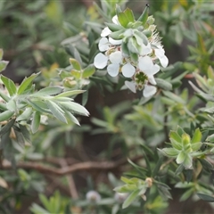 Leptospermum lanigerum at Cotter River, ACT - 2 Dec 2024