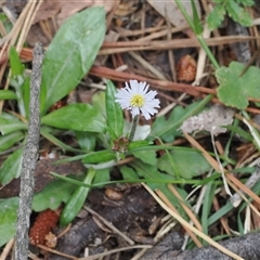 Lagenophora stipitata (Common Lagenophora) at Brindabella, NSW - 2 Dec 2024 by RAllen