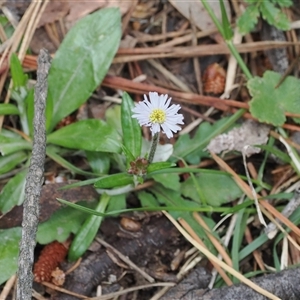 Lagenophora stipitata (Common Lagenophora) at Brindabella, NSW by RAllen