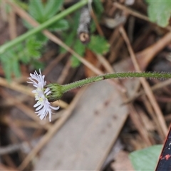 Lagenophora stipitata at Brindabella, NSW - 2 Dec 2024